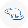Rat Control Newquay